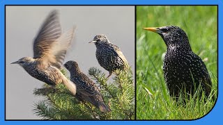 Stare im Frühling Balz Paarung amp Nahrungssuche [upl. by Ocsicnarf176]