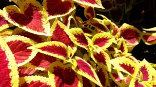 Solenostemon hybrida  Trusty Rusty Coleus  Solenostemon scutellarioides HD 01 [upl. by Fenwick]