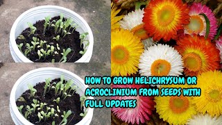 HOW TO GROW HELICHRYSUMACROCLINIUM FROM SEEDS WITH FULL UPDATES [upl. by Diantha]