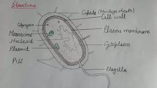 KingdomMoneraEubacteria Structure of EubacteriaNutritionClass11 Biology [upl. by Emmy386]