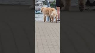 retriever enjoys the seawall stroll [upl. by Ayatnwahs281]