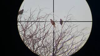 Hatsan AT4410 Long 25 Universal Scope Cam test Laughing Dove at 60m Botswana Tuli Block Africa [upl. by Lanita]