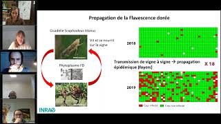 Etat de lieux de la présence de la Flavescence Dorée en France [upl. by Sesilu]