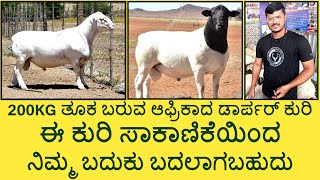 Dorper Sheep Farming in Madduru  KrushiLoka [upl. by Gaeta209]