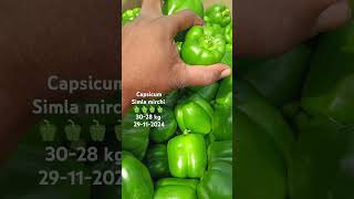 Capsicum 🫑🫑 simla mirchi today bowenpally vegetable market farmersmarket streetfood dty vlogs plz [upl. by Ahsineg]