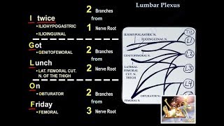 Lumbar Plexus  Everything You Need To Know  Dr Nabil Ebraheim [upl. by Inimak]