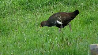 Tasmanian Native Hen eats Dandelion Seeds and Regrets it [upl. by Carlin215]