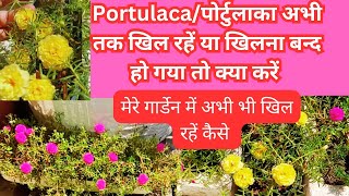 PortulacaMoss rose care tips for winter अभी अक्टूबर में भी खिल रहें हैं तो save कैसे करें🌿🪴 [upl. by Anuaik]