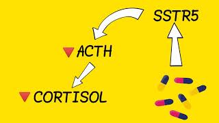 Pasireotide Mechanism Of Action  Under One Minute [upl. by Ragde]