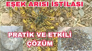 EŞEK ARILARI BAL ARILARINI BİTİRECEK  PRATİK VE ETKİLİ BİR ÇÖZÜM DENEDİM [upl. by Aikcir]