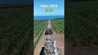 Milho 2024🌽🌽 [upl. by Ylatan]