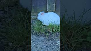 Rabbits having fun farm animals rabbits [upl. by Nhguaval]