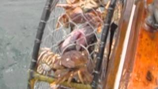 CRABBING ON THE SIGGIG out of Garibaldi Harbor in the MIGHTY PACIFIC [upl. by Blanchette]