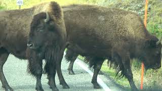 Bison Doing Their Thing at Yellowstone National Park [upl. by Gilmour]