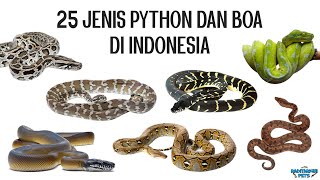 25 Jenis Ular Python dan Boa di Indonesia Bonus Macammacam Locality Retic [upl. by Scutt]