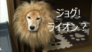 【ジョグ】 ライオン犬 面白い変身コスプレ ネックウォーマー たてがみ The name of the dog is a jog [upl. by Tracey]