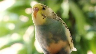 Parakeets chirping and singing 🎶 Budgie Sounds  BUDGIES CHIRPING [upl. by Knepper704]