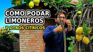 Cómo PODAR LIMONERO y otros Cítricos Paso a Paso y Cuidados para no equivocarse [upl. by Tareyn17]