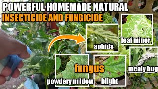 PAANO ANG PAGGAWA NG POWERFUL NATURAL HOMEMADE INSECTICIDE AND FUNGICIDE [upl. by Alfredo626]