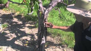 How to distinguish Phytophthora root rot from bacterial canker [upl. by Tami282]