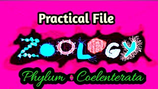 Phylum  Coelenterata  Zoology Practical File  diagram amp Comment BSc 3rd year 5th sem File work [upl. by Eenafets331]