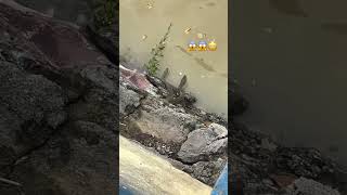 Water snake 🐍😱 पानी वाला सांप 🐍 phonk poison snake poisonousfish watersnake river safety [upl. by Htesil66]