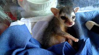 Adorable Baby Ringtail Cat Yawns and Stretches [upl. by Jessen]