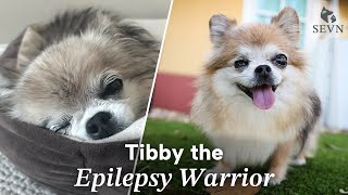 Adorable Chihuahua is Diagnosed with Idiopathic Epilepsy [upl. by Eedahs]