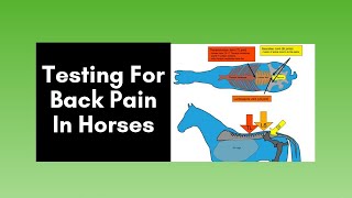 Horse Back Pain Testing for back pain in horses 2020 [upl. by Germayne]