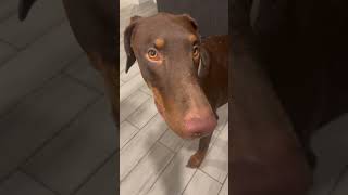 Phx Kruger Dogs video of the day phxkrugerdogs dog chipoo doberman [upl. by Ado156]