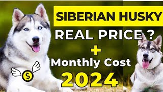 Siberian Husky Price In India 2024  Siberian Husky Price and Monthly Expenses  Siberian Husky [upl. by Dnalram781]