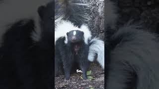 Why Do Skunks Spray The Stinky Truth animals shorts animalfacts fyp [upl. by Steinway648]