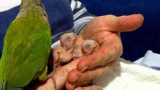 Hand Raising Green Cheek Conuresavi [upl. by Pretrice]