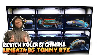 BIRU GONDRONG GALAK PARAH‼️Review Channa LIMBATA Bang Tommy Uye [upl. by Drofhsa]