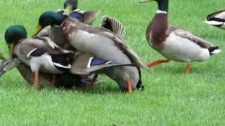 Mallard ducks mate MALLARDS ATTACK A MALLARD HEN [upl. by Enelec]