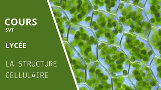 B1 Structure cellulaire  Partie 1 [upl. by Drescher]