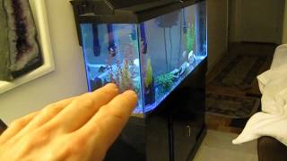 The easy way to breed Zebra Fish Danios  live footage [upl. by Hallie]