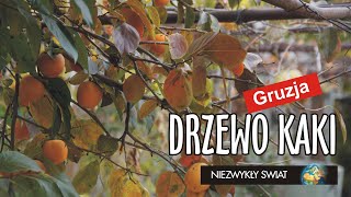 Niezwykly Swiat  Gruzja  Mccheta  Drzewo kaki [upl. by Ahsetel361]