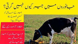 Placenta Removal In Cow  Retained Placenta In Cow  100 Desi Treatment [upl. by Averil]