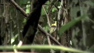 GoldenCollared Manakin at Bocas del Toro [upl. by Lipp]