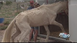 Man pleads guilty to felony animal cruelty in severe horse neglect case [upl. by Roch]