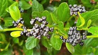 Ceanothus thyrsiflorus Blue blossom  black fruit after flowering [upl. by Nessaj185]