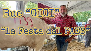 “la Festa dal PAES” stima del peso del bue “Gigi”1139 KgInzago MI Macelleria Ristorante MOTTA [upl. by Ahsieyt595]