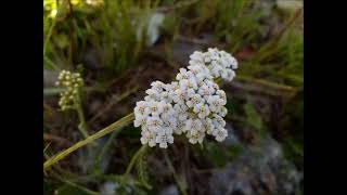 059 Krwawnik pospolity łac Achillea millefolium [upl. by Kamila]