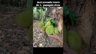 Jacá povoado morro do 🦜 papagaio show [upl. by Mulderig358]