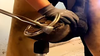 🐴How Horses Hooves Deep Cleaned Horses Hoof Deep Trimming [upl. by Anek]