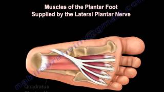 Anatomy Of The Lateral Plantar Nerve  Everything You Need To Know  Dr Nabil Ebraheim [upl. by Ciri]