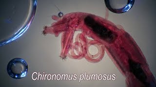 CHIRONOMUS PLUMOSUS larvae [upl. by Dressler]