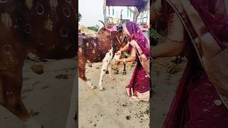 Manraj deewana watsapp status 2024 trending rajasthani song vairal [upl. by Krawczyk]