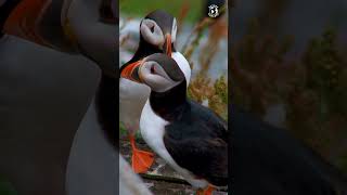 Atlantic Puffin an extraordinary avian species stands as a testament to the sheer beauty of nature [upl. by Carmela667]